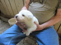 Blue Collar Male, a male Great Pyrenees for sale in Alma, WV – 1 of 4