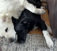 processed/16e18219-5911-4f3b-aa0d-1fc587923af7/listing/260e3a8c-1553-4c41-8273-76ed6b64f64e/eb2fe218-e8e1-4161-a024-34d327208078