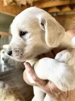 processed/16e18219-5911-4f3b-aa0d-1fc587923af7/listing/d71155e7-3601-4851-b9fb-493dc756e054/dae36ce4-f35d-4e6d-8ee7-9559ce190a52