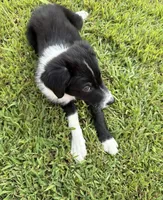 Rockie, a male Border Collie for sale in Little Rock, AR – 3 of 7