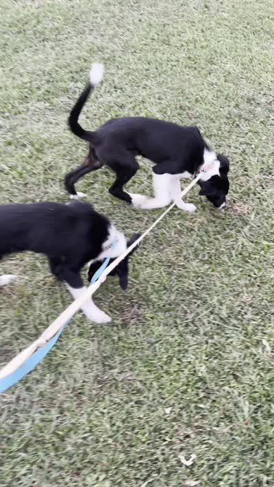 Rockie, a male Border Collie for sale in Little Rock, AR – 4 of 7