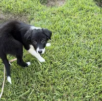 Sweetie, a female Border Collie for sale in Little Rock, AR – 3 of 6
