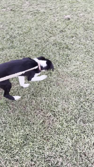 Rockie, a male Border Collie for sale in Little Rock, AR – 5 of 7