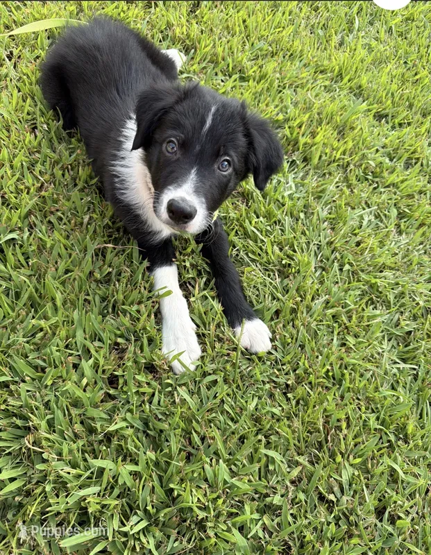 Rockie – Border Collie puppy for sale in Little Rock, AR