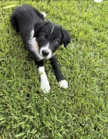 Rockie, a male Border Collie for sale in Little Rock, AR – 1 of 7