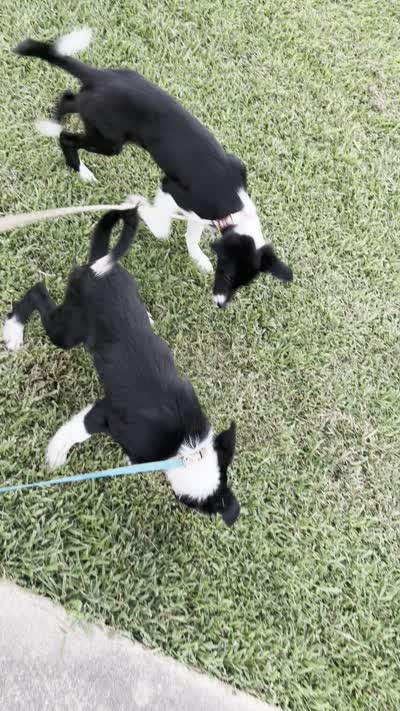 Rockie, a male Border Collie for sale in Little Rock, AR – 6 of 7