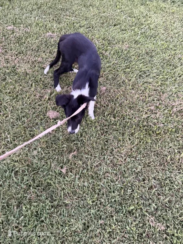 Sweetie – Border Collie puppy for sale in Little Rock, AR