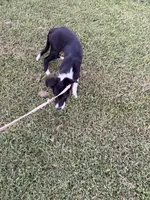 Sweetie, a female Border Collie for sale in Little Rock, AR – 1 of 6