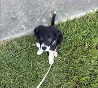 Sweetie, a female Border Collie for sale in Little Rock, AR – 2 of 6