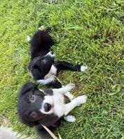 Sweetie, a female Border Collie for sale in Little Rock, AR – 4 of 6