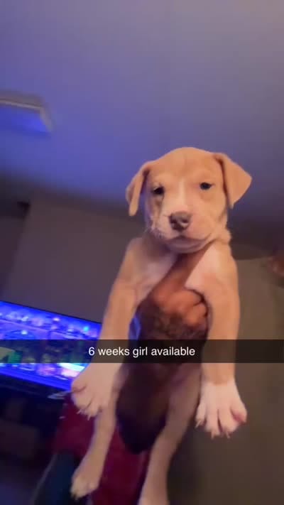 Ceebee, a male American Pit Bull Terrier for sale in Normal, IL – 4 of 6