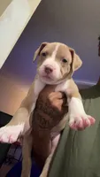 Ceebee, a male American Pit Bull Terrier for sale in Normal, IL – 2 of 6