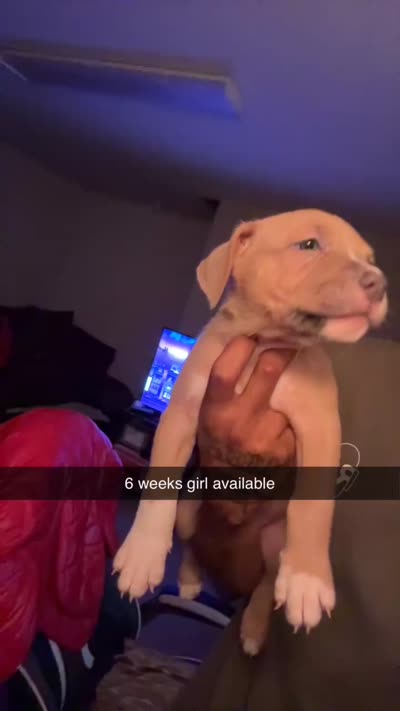 Ceebee, a male American Pit Bull Terrier for sale in Normal, IL – 3 of 6