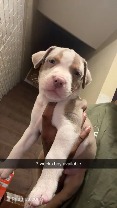Ceebee – American Pit Bull Terrier puppy for sale in Normal, IL
