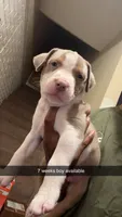 Ceebee, a male American Pit Bull Terrier for sale in Normal, IL – 1 of 6