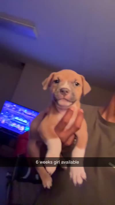 Ceebee, a male American Pit Bull Terrier for sale in Normal, IL – 5 of 6