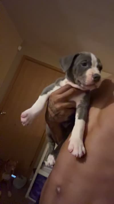 Ceebee, a male American Pit Bull Terrier for sale in Normal, IL – 6 of 6