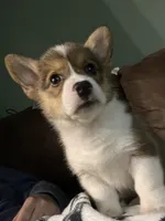 Tiana, a female Pembroke Welsh Corgi for sale in Green City, MO – Photo 1 of 4