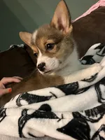 Tiana, a female Pembroke Welsh Corgi for sale in Green City, MO – Photo 3 of 4