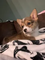 Tiana, a female Pembroke Welsh Corgi for sale in Green City, MO – Photo 2 of 4