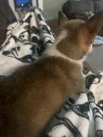 Tiana, a female Pembroke Welsh Corgi for sale in Green City, MO – Photo 4 of 4