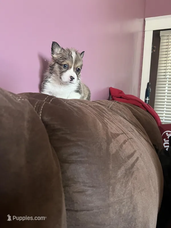 Tiana – Pembroke Welsh Corgi puppy for sale in Green City, MO