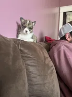 Tiana, a female Pembroke Welsh Corgi for sale in Green City, MO – Photo 2 of 2