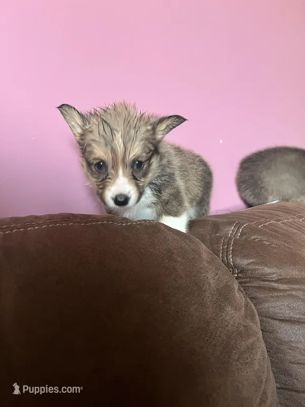 Charlotte  – Pembroke Welsh Corgi puppy for sale in Green City, MO