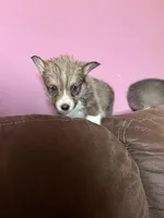 Charlotte , a female Pembroke Welsh Corgi for sale in Green City, MO – Photo 1 of 3