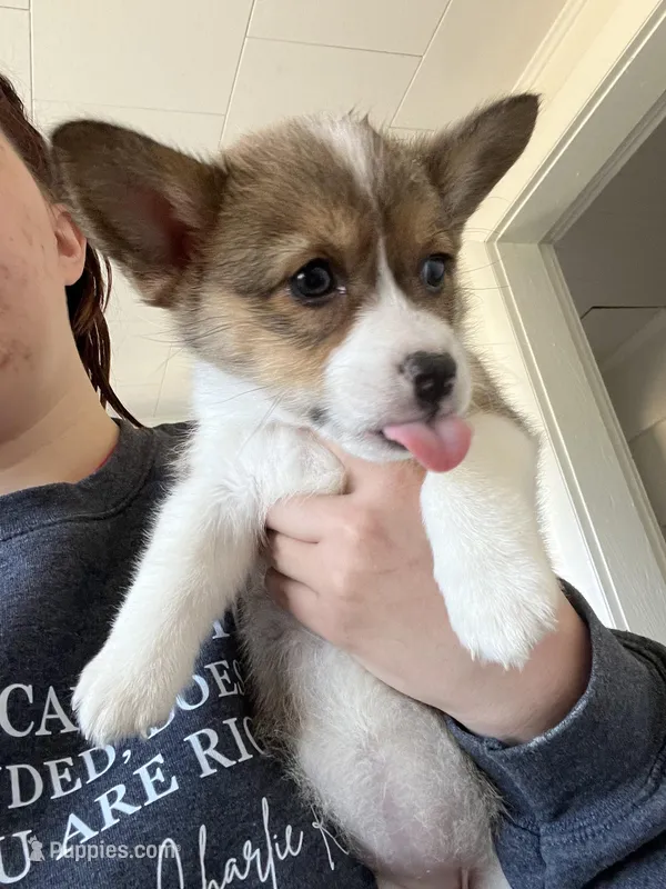 Charlotte  – Pembroke Welsh Corgi puppy for sale in Green City, MO
