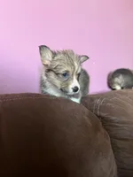 Charlotte , a female Pembroke Welsh Corgi for sale in Green City, MO – Photo 2 of 3