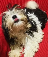 Doug, a male Shih Tzu and Yorkshire Terrier for sale in Saint Paul Park, MN – 4 of 4
