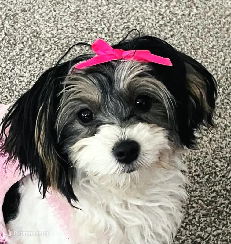 Annie – Shih Tzu, Yorkshire Terrier puppy for sale in Saint Paul Park, MN