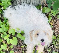 Chelsea, a female Shih Tzu and Yorkshire Terrier for sale in Saint Paul Park, MN – 2 of 3