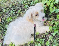 Chelsea, a female Shih Tzu and Yorkshire Terrier for sale in Saint Paul Park, MN – 3 of 3