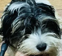 Annie, a female Shih Tzu and Yorkshire Terrier for sale in Saint Paul Park, MN – 3 of 3