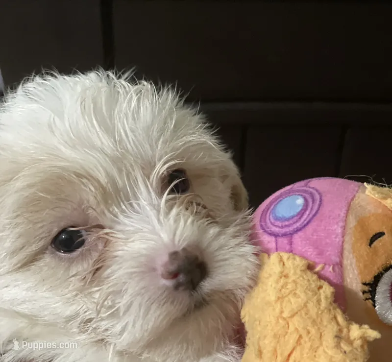 Chelsea – Shih Tzu puppy for sale in Saint Paul Park, MN