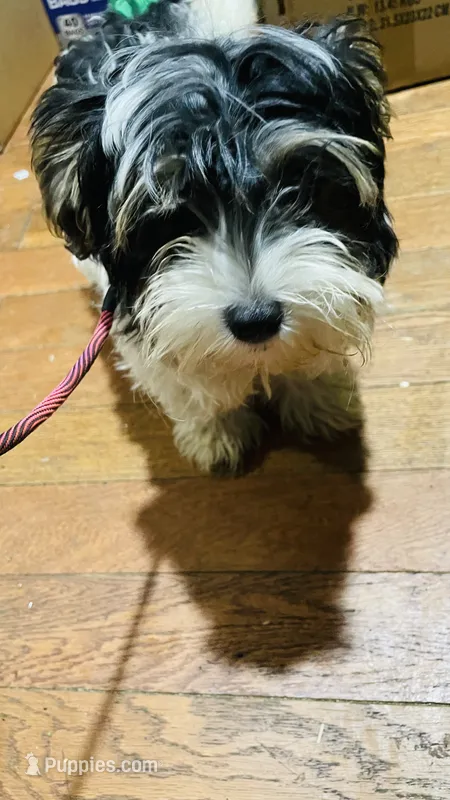 Annie – Shih Tzu, Yorkshire Terrier puppy for sale in Saint Paul Park, MN