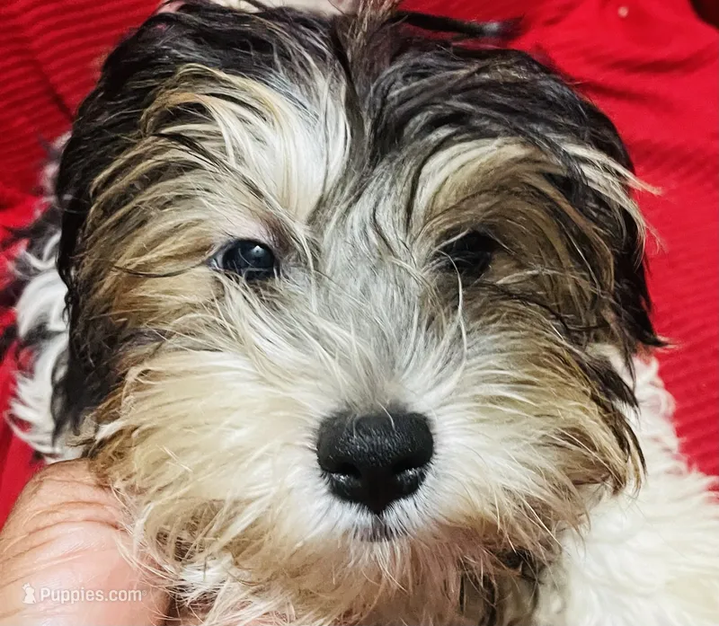 Doug – Shih Tzu, Yorkshire Terrier puppy for sale in Saint Paul Park, MN