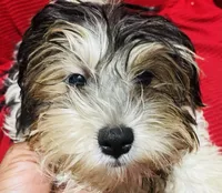 Doug, a male Shih Tzu and Yorkshire Terrier for sale in Saint Paul Park, MN – 1 of 4