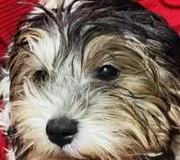 Doug, a male Shih Tzu and Yorkshire Terrier for sale in Saint Paul Park, MN – 3 of 4