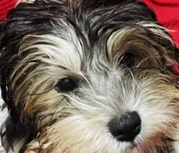 Doug, a male Shih Tzu and Yorkshire Terrier for sale in Saint Paul Park, MN – 2 of 4