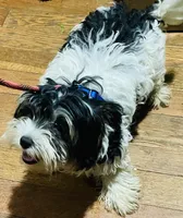 Annie, a female Shih Tzu and Yorkshire Terrier for sale in Saint Paul Park, MN – 2 of 3