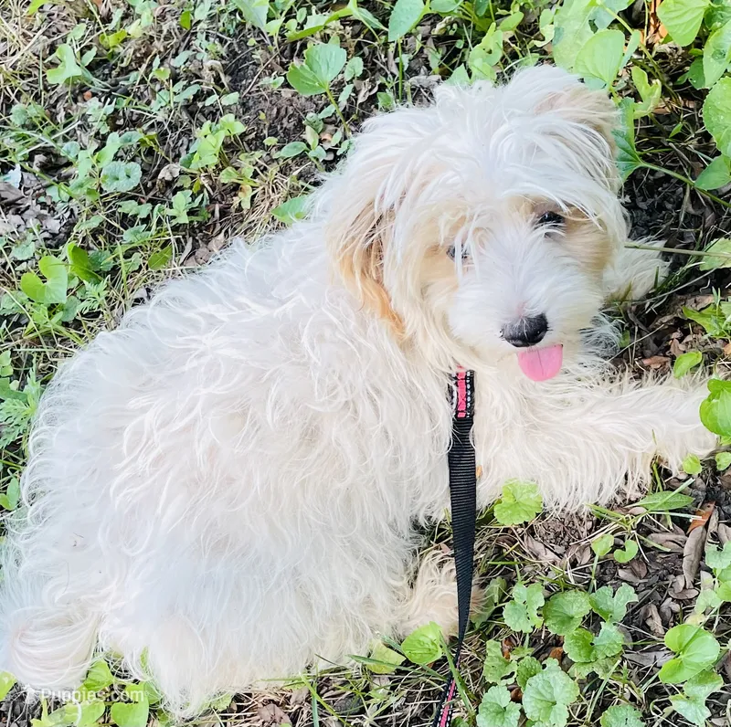 Chelsea – Shih Tzu, Yorkshire Terrier puppy for sale in Saint Paul Park, MN