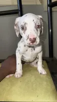 101 Dalmatians , a male Dalmatian for sale in Decatur, GA – 8 of 10
