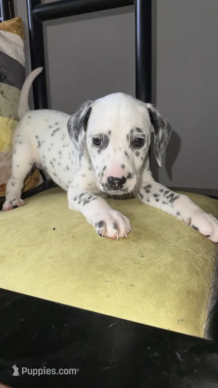 101 Dalmatians  – Dalmatian puppy for sale in Decatur, GA