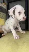 101 Dalmatians , a male Dalmatian for sale in Decatur, GA – 4 of 10