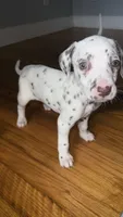 101 Dalmatians , a male Dalmatian for sale in Decatur, GA – 6 of 10