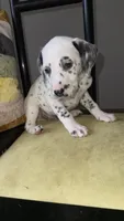 101 Dalmatians , a male Dalmatian for sale in Decatur, GA – 9 of 10