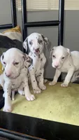 101 Dalmatians , a male Dalmatian for sale in Decatur, GA – 2 of 10